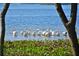 White pelicans in the calm water at 4799 Independence Dr, Bradenton, FL 34210