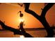 Silhouette of bird on tree during sunset at 4799 Independence Dr, Bradenton, FL 34210