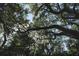 Majestic oak trees draped with Spanish moss at 4410 Little John Trl, Sarasota, FL 34232