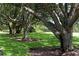 Mature oak trees and lush green grass create a tranquil landscape at 282 Shell Midden Ct, Osprey, FL 34229