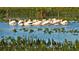 A flock of white pelicans swimming in a calm lake at 5781 Girona Pl, Sarasota, FL 34238