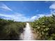 Sandy path to beach through lush vegetation at 1336 Benjamin Franklin Dr # 1F, Sarasota, FL 34236