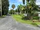 Residential street with palm trees and houses with green lawns at 1703 Center Rd, Terra Ceia, FL 34250