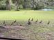 Peaceful backyard with a flock of ducks enjoying the grassy area at 5134 241St E St, Myakka City, FL 34251