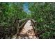 Wooden boardwalk path winds through lush mangrove trees at 821 Evergreen Way, Longboat Key, FL 34228