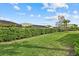 Landscaped backyard with lush lawn and privacy hedge at 3314 Chestertown Loop, Bradenton, FL 34211