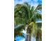 Close-up of lush green palm tree against blue sky at 2743 Fountain Pl, Sarasota, FL 34235