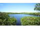 Serene waterfront view with lush mangrove trees at 1719 Starling Dr # 1719, Sarasota, FL 34231