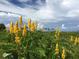 Beautiful landscape featuring yellow flowers under a blue sky with light clouds at 4939 Myakka Valley Trl, Sarasota, FL 34241