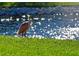 Tranquil waterfront scene with a roseate spoonbill at 9413 Andover Cir, Bradenton, FL 34210