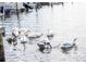 Pelicans swimming in calm waters near a dock at 10315 Cortez W Rd # 58-3, Bradenton, FL 34210