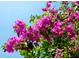 Vibrant magenta bougainvillea flowers in bloom at 4010 18Th W Ave, Bradenton, FL 34205
