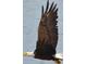 A bald eagle in flight with wings spread wide at 6430 Sun Eagle Ln # 201, Bradenton, FL 34210
