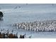 A large flock of white pelicans gathers on the water at 6430 Sun Eagle Ln # 201, Bradenton, FL 34210