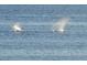 Two whales breaching the water's surface at 6430 Sun Eagle Ln # 201, Bradenton, FL 34210