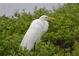 Great Egret perched in lush greenery near water at 6430 Sun Eagle Ln # 201, Bradenton, FL 34210