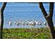 Scenic waterfront view with pelicans swimming in the water, framed by trees at 4722 Independence Dr, Bradenton, FL 34210