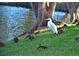 Wildlife at the lake's edge, including ducks and a white heron, resting on green grass at 4722 Independence Dr, Bradenton, FL 34210