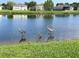 Two sandhill cranes and a chick stroll in the pond at 9918 50Th Street E Cir, Parrish, FL 34219