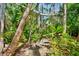 Secluded stone path through lush tropical greenery, creating a tranquil backyard experience at 3705 Tangier Ter, Sarasota, FL 34239