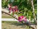 Close-up of pink flowers blooming on a tree branch, adding natural beauty to the landscape at 6796 Gasparilla Pines Blvd # 45, Englewood, FL 34224