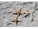 Close-up of three starfish lying on the sandy beach at 435 L Ambiance Dr # L807, Longboat Key, FL 34228