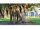 Scenic view of a large banyan tree in a beautiful park with lush green grass at 211 Cosmopolitan Ct # 211, Sarasota, FL 34236