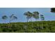 Magnificent trees in front of a beautiful water view at 1932 Harbourside Dr # 244, Longboat Key, FL 34228