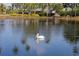 Scenic lake view with a pelican swimming peacefully, reflecting the surrounding lush greenery and blue sky at 866 Audubon Dr, Bradenton, FL 34209