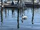 Close-up of a white pelican swimming in the water near a dock, with boats reflecting on the water's surface at 10315 Cortez W Rd # 12-3, Bradenton, FL 34210