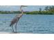 Great Blue Heron standing tall by the tranquil waterfront, showcasing local wildlife at 901 Beach Rd # 402, Sarasota, FL 34242