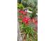 Bright red flowers in garden bed alongside brick walkway at 3301 River Woods Dr, Parrish, FL 34219