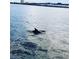 Watch the dolphin frolic and play in your backyard from this waterfront property in paradise at 210 3Rd W St # 8204, Bradenton, FL 34205