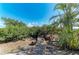 Picturesque wooden walkway leading through lush tropical foliage under a clear blue sky at 2306 Canasta Dr, Bradenton Beach, FL 34217