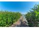 Scenic walkway and dock providing access to the waterfront surrounded by greenery at 2308 Canasta Dr, Bradenton Beach, FL 34217