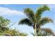 View of a lush palm tree against a bright blue sky, showcasing the tropical landscaping of the property at 222 Pine Glen Ct, Englewood, FL 34223