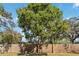 Spacious, green backyard with a large tree at 1367 21St St, Sarasota, FL 34234
