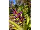 A closeup of a striking bromeliad with its intricate patterns and rich purple color at 4062 S Shade Ave, Sarasota, FL 34231