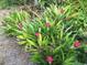 Several bromeliads are arranged in a row, showing their thick green leaves and bright pink flowers at 4062 S Shade Ave, Sarasota, FL 34231