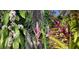 A collection of striking bromeliads with unique colors and flowers against a lush foliage backdrop at 4062 S Shade Ave, Sarasota, FL 34231