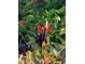 View of the garden filled with colorful bromeliads and other lush tropical foliage at 4062 S Shade Ave, Sarasota, FL 34231