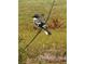A gray and black bird perched on a branch at 16031 Alcira Cir, Punta Gorda, FL 33955