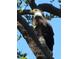 Majestic bald eagle perched in a tree at 101 N. Marion Court # 222, Punta Gorda, FL 33950