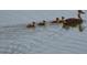 Mother duck and ducklings swimming at 4008 Oakview Dr # K3, Punta Gorda, FL 33980