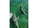 Two dolphins swimming in clear water at 1999 Kings Hwy # 23C, Punta Gorda, FL 33980