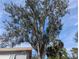 Large tree with Spanish moss in front of the house at 2488 Warne St, Port Charlotte, FL 33952