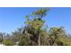 Vacant lot with tall pine trees and other vegetation at 4330 Shappell St, Port Charlotte, FL 33948