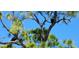Two black vultures perched high in a tall pine tree at 4330 Shappell St, Port Charlotte, FL 33948
