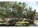 Backyard with a mature tree providing shade for the refreshing pool, creating a serene outdoor setting at 108 Pompano Se Dr # D, St Petersburg, FL 33705
