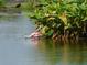 Roseate Spoonbill wading in calm waters at 25533 Heritage Lake Blvd # 19, Punta Gorda, FL 33983